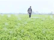 Thừa Thiên Huế: Chế phẩm sinh học từ thực vật bản địa 